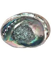 Abalone Shell Lg 6inches